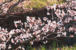 鷺と桜、早咲き千島桜