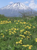 羊蹄山を撮る、タンポポ富士