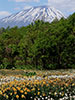 羊蹄山を撮る、富岡富士