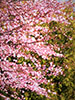 ココロードの四季、触れ合い桜