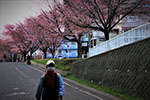 ココロードの四季、夢橋桜