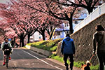 ココロードの四季、夢橋桜