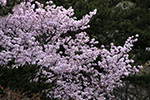札幌の桜風景、文学館　1