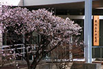 札幌の桜風景、土木研究所　1