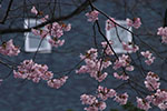 札幌の桜風景、ホテル　2