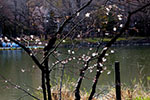 札幌の桜風景、水面桜　2