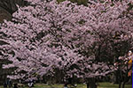 札幌の桜風景、花盛り　2