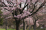 札幌の桜風景、文学館　2