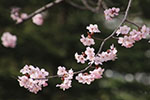札幌の桜風景、開花　3