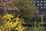 札幌の桜風景、ホテル 3