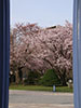 札幌の桜風景、豊平館　8