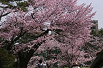 札幌の桜風景、花盛り　3
