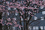 札幌の桜風景、ホテル　4