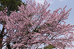 札幌の桜風景、花盛り　4