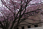 札幌の桜風景、文学館　4