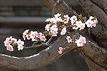 札幌の桜風景、千島桜　4