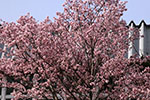 札幌の桜風景、土木研究所　4