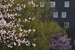 札幌の桜風景、ホテル 5