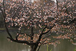 札幌の桜風景、水面桜　5