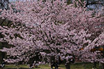 札幌の桜風景、花盛り　5
