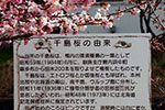札幌の桜風景、土木研究所　5