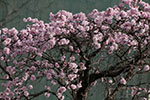 札幌の桜風景、千島桜　10