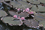 桜　散る、池風景　２