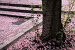 桜　散る、散景　３