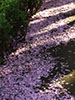 桜　散る、散花ロード　３