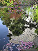 桜　散る、池風景　３