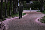 桜　散る、散花ロード　４