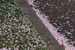 桜　散る、散景　５