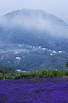 霧の風景