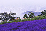 霧の風景