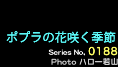 シリーズ番号188番　ポプラの花咲く季節(とき)