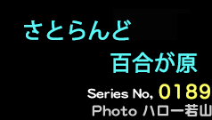 シリーズ番号189番　サトランド、百合が原